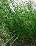 Carex appropinquata