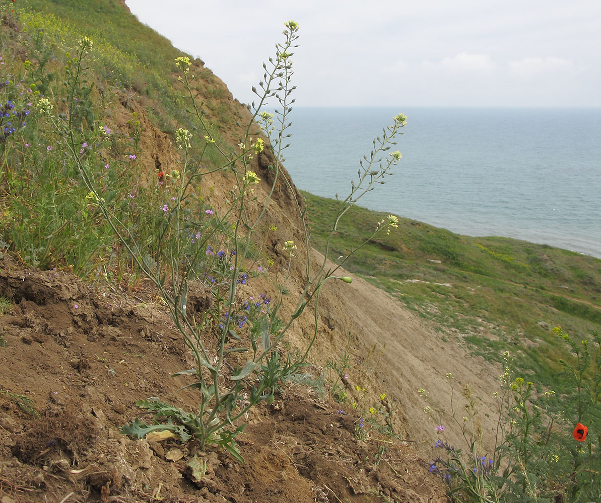 Изображение особи Camelina pilosa.