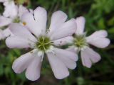 Lychnis sibirica