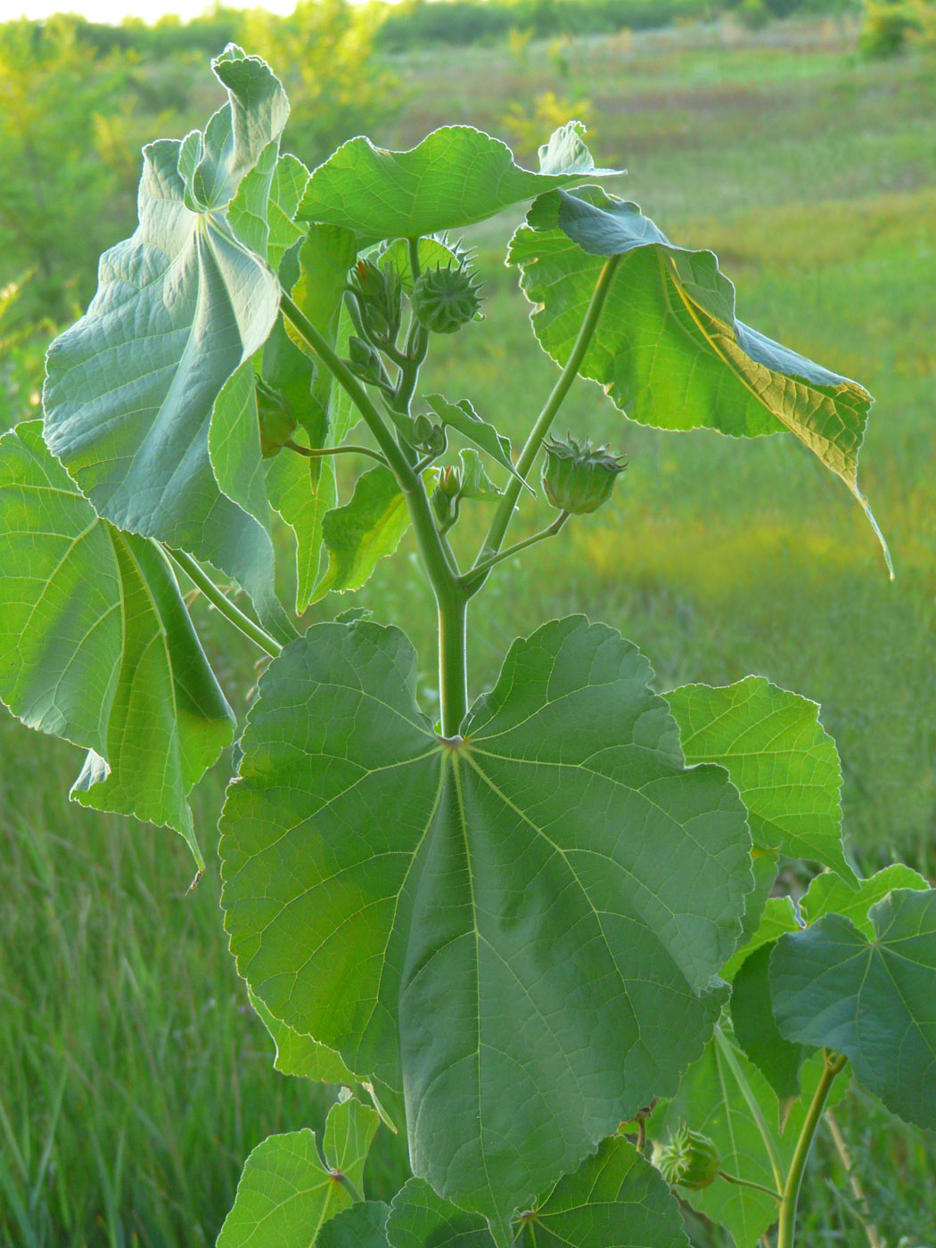 Изображение особи Abutilon theophrasti.