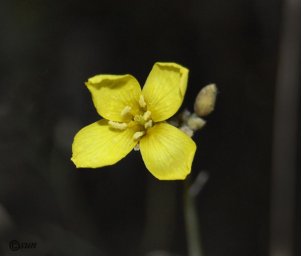 Image of Diplotaxis tenuifolia specimen.