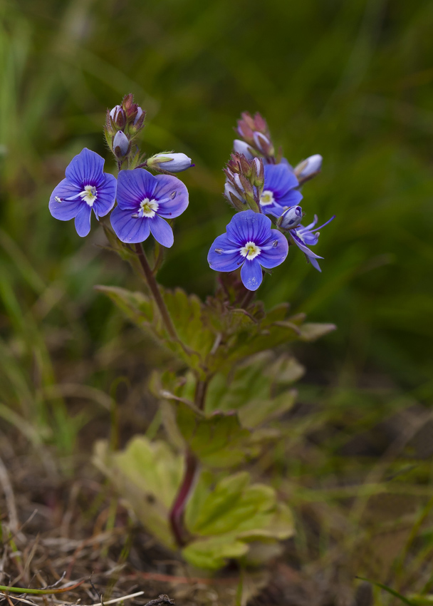Image of Veronica chamaedrys specimen.