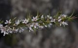 Amygdalus fenzliana