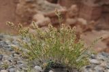 Salsola laricifolia