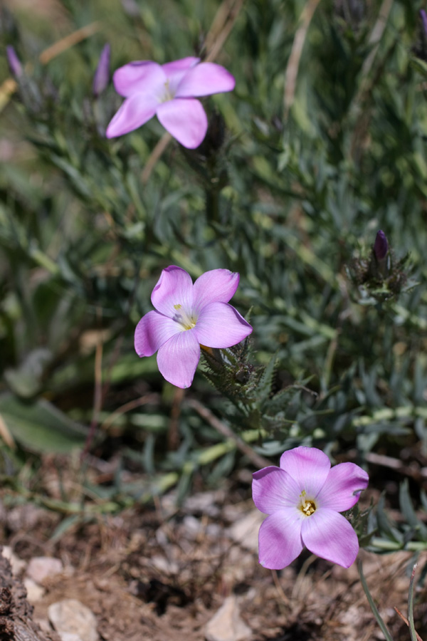 Изображение особи Linum olgae.