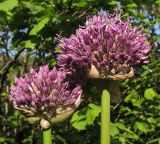 Allium altissimum