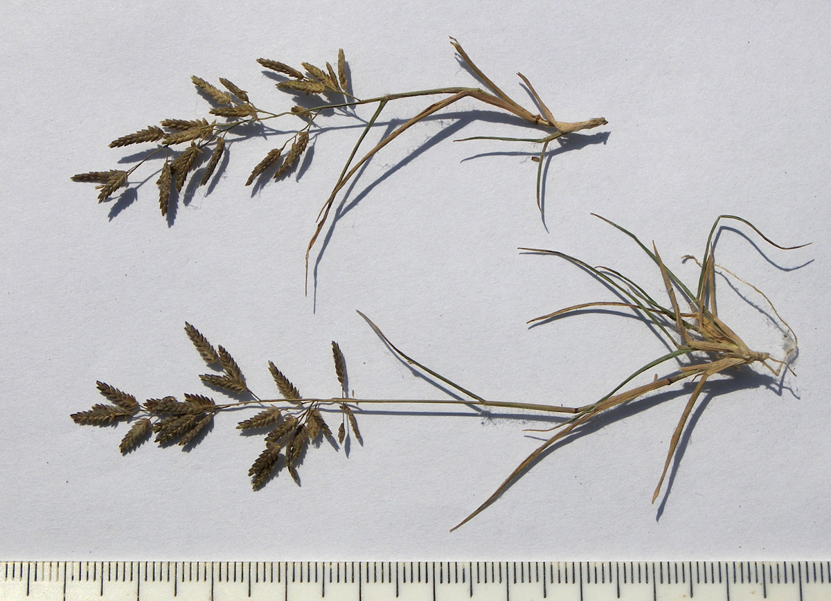 Изображение особи Eragrostis minor.