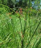 Cyperus badius