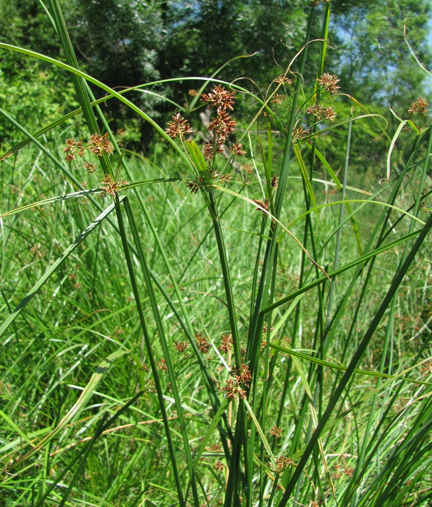 Изображение особи Cyperus badius.