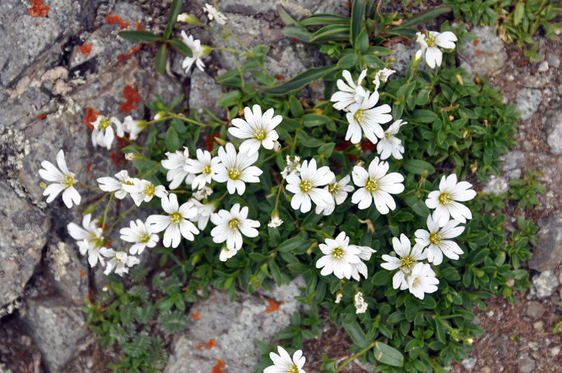 Изображение особи Cerastium polymorphum.