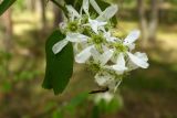 Amelanchier alnifolia