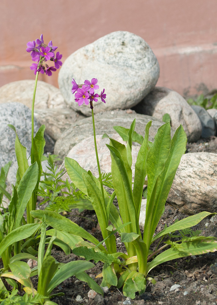 Image of Primula parryi specimen.