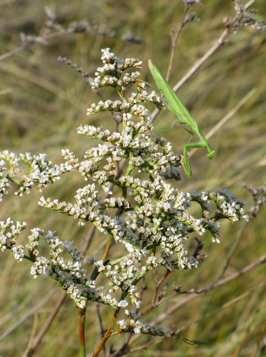 Изображение особи Goniolimon elatum.