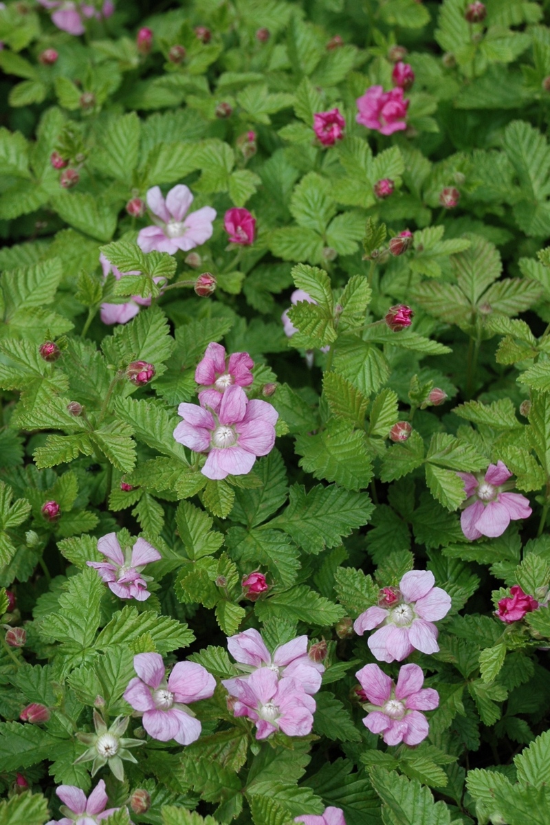 Изображение особи Rubus arcticus.