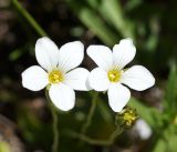 Parnassia laxmannii