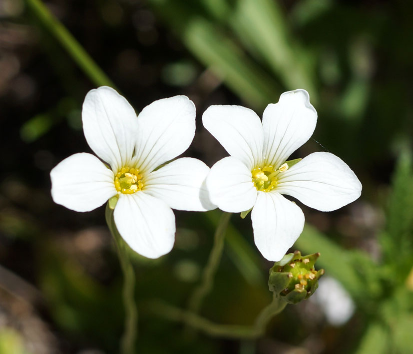 Image of Parnassia laxmannii specimen.