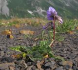 Campanula albovii