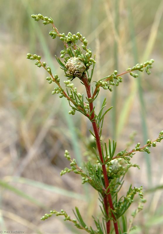 Изображение особи Artemisia tschernieviana.