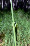 Elytrigia repens. Часть побега с основанием листовой пластинки. Челябинская обл., окр. г. Челябинск, Золотая горка, разнотравная поляна в берёзовом лесу. 03.07.2014.