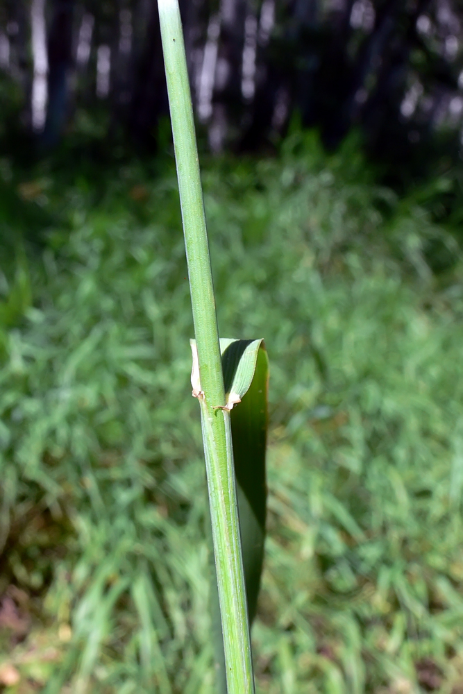 Image of Elytrigia repens specimen.