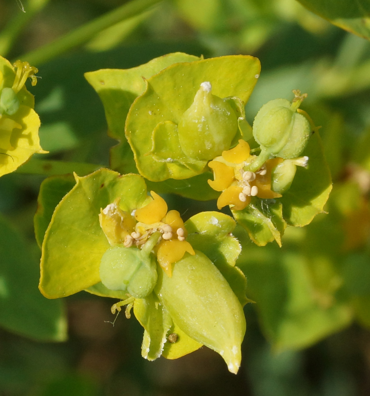 Изображение особи Euphorbia virgata.