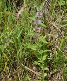 Mentha canadensis