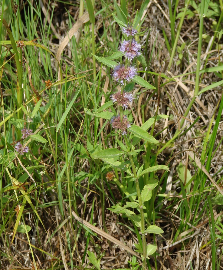 Image of Mentha canadensis specimen.