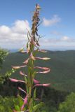 Chamaenerion angustifolium