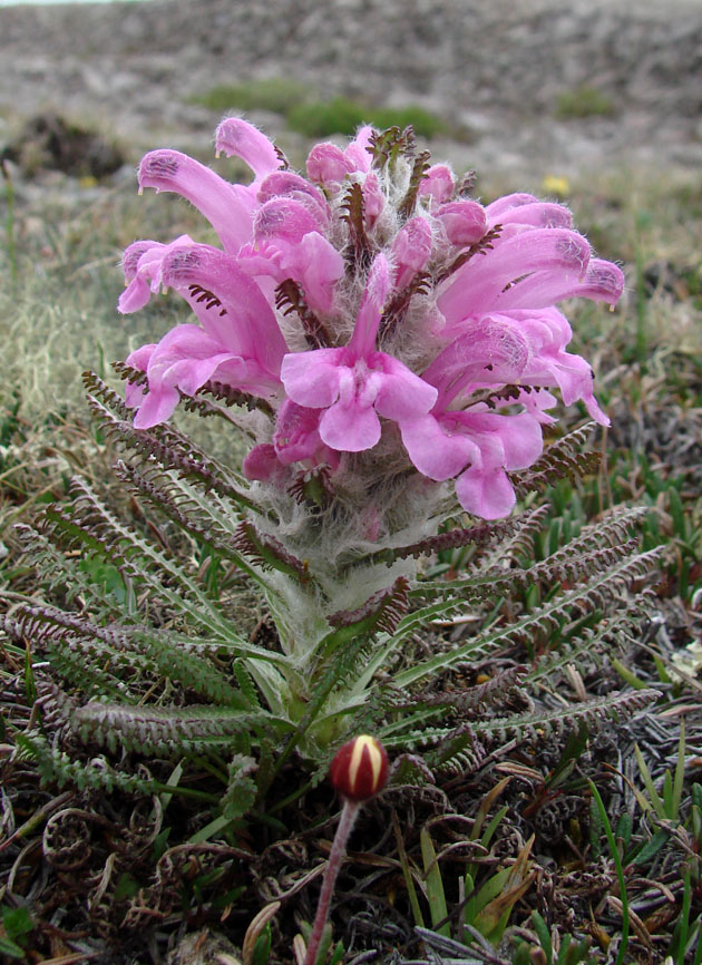 Image of Pedicularis alopecuroides specimen.