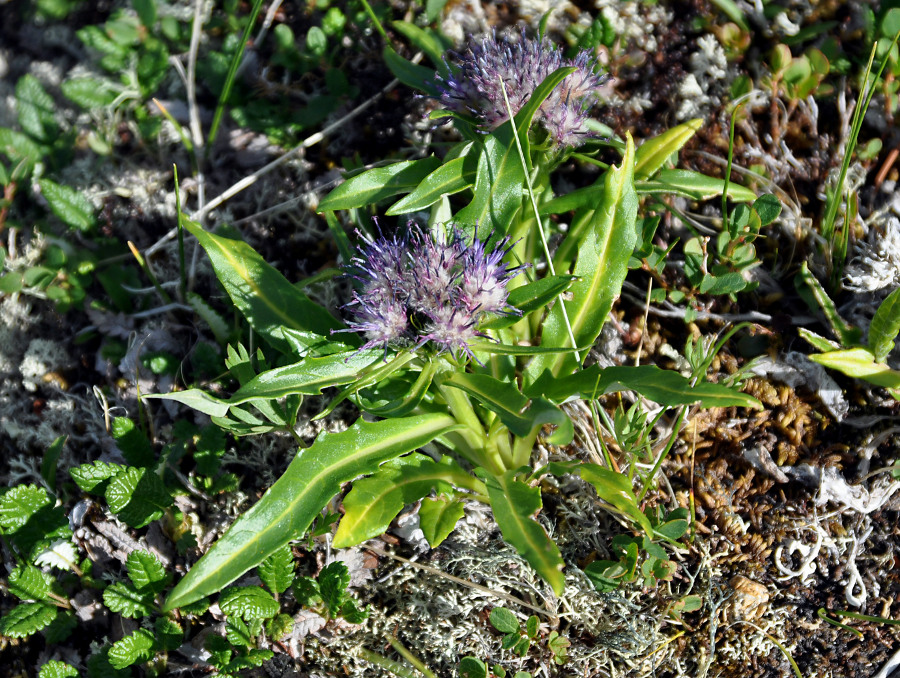 Image of Saussurea subacaulis specimen.