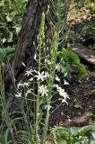 Ornithogalum magnum