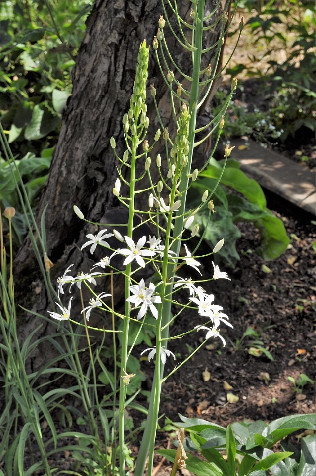 Изображение особи Ornithogalum magnum.