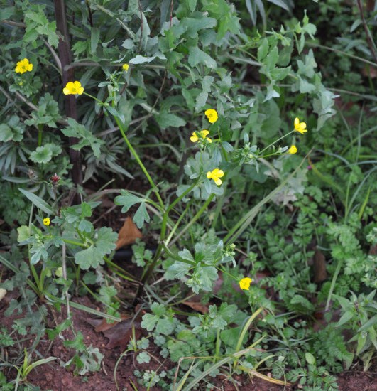 Image of genus Ranunculus specimen.