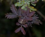 Acacia baileyana