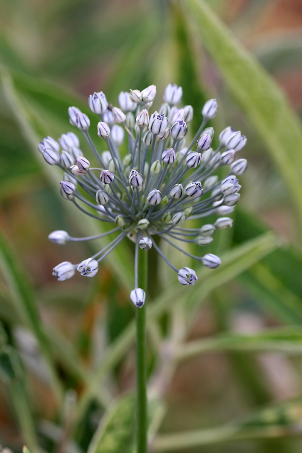 Изображение особи Allium caesium.