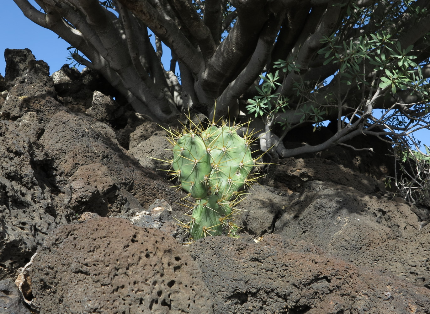 Image of Opuntia dillenii specimen.