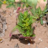 Patellifolia procumbens