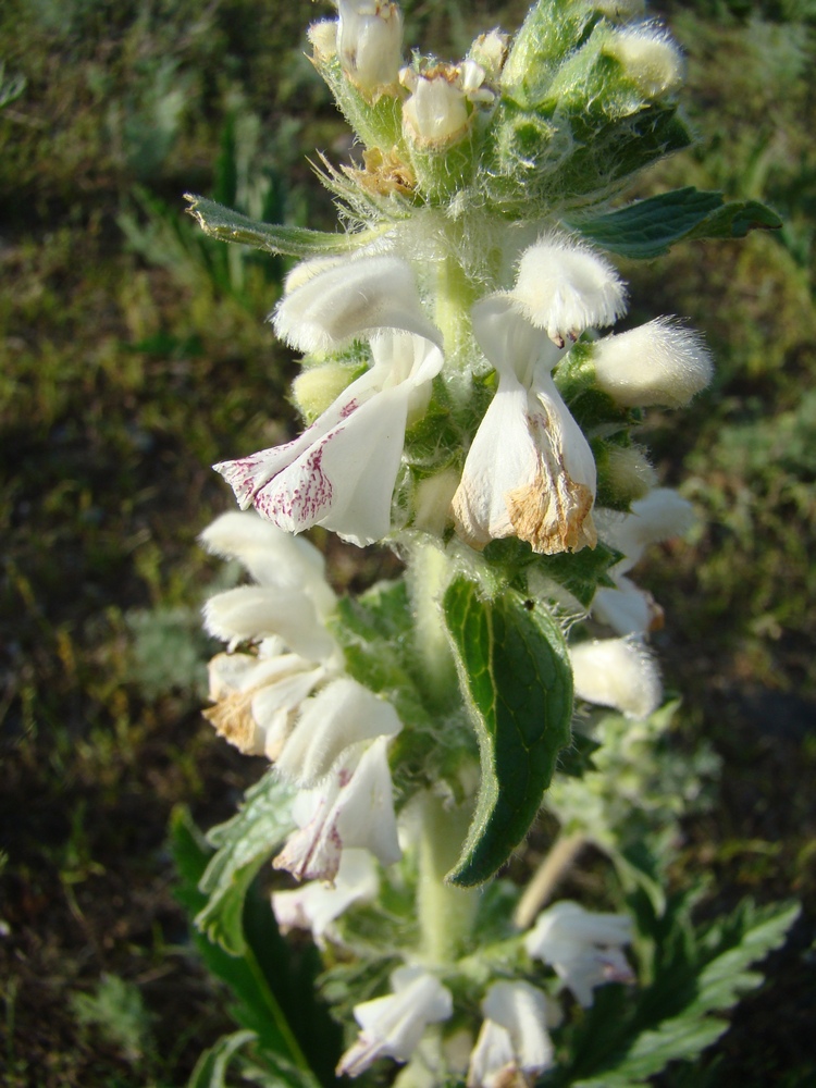 Изображение особи Phlomoides milkoi.