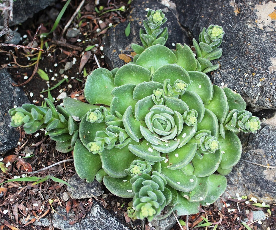 Image of Rosularia platyphylla specimen.