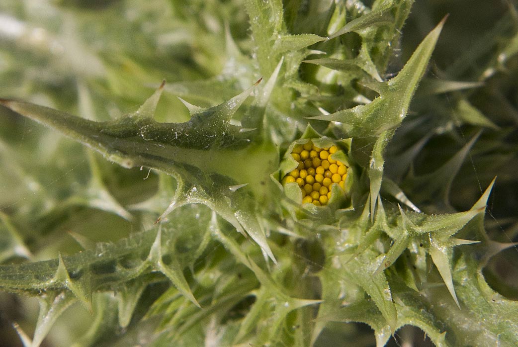 Изображение особи Scolymus hispanicus.