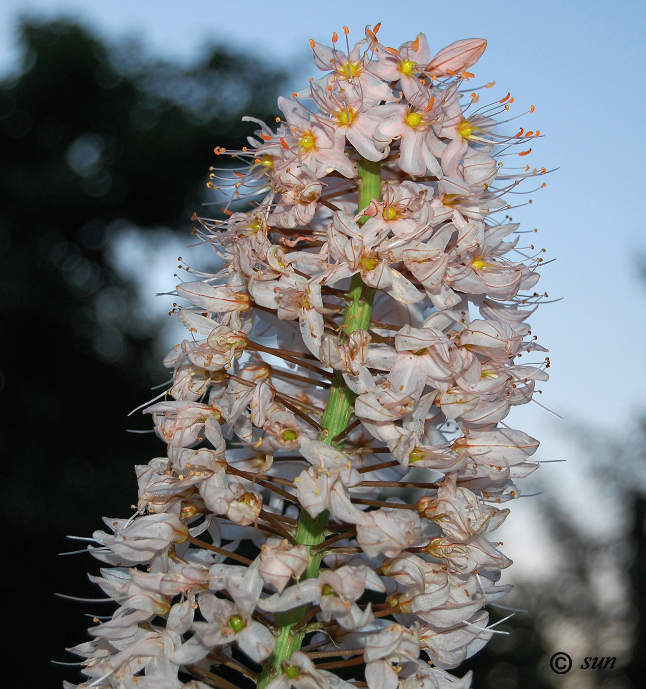 Изображение особи Eremurus robustus.