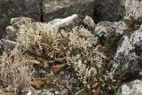 Sedum acre. Плодоносящие растения на каменистом плато в сообществе с Ceterach officinarum. Южный берег Крыма, окр. с. Малый Маяк; вершина горы Парагильмен. 16.11.2014.