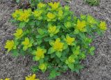 Euphorbia epithymoides