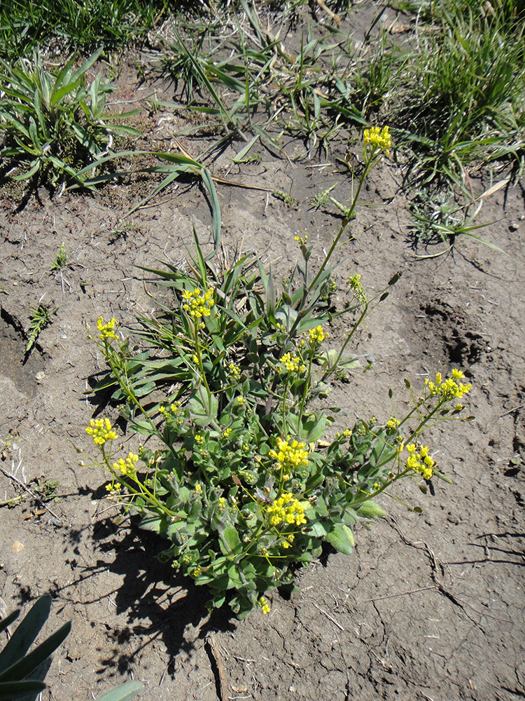 Image of Draba nemorosa specimen.