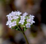 Valerianella lasiocarpa