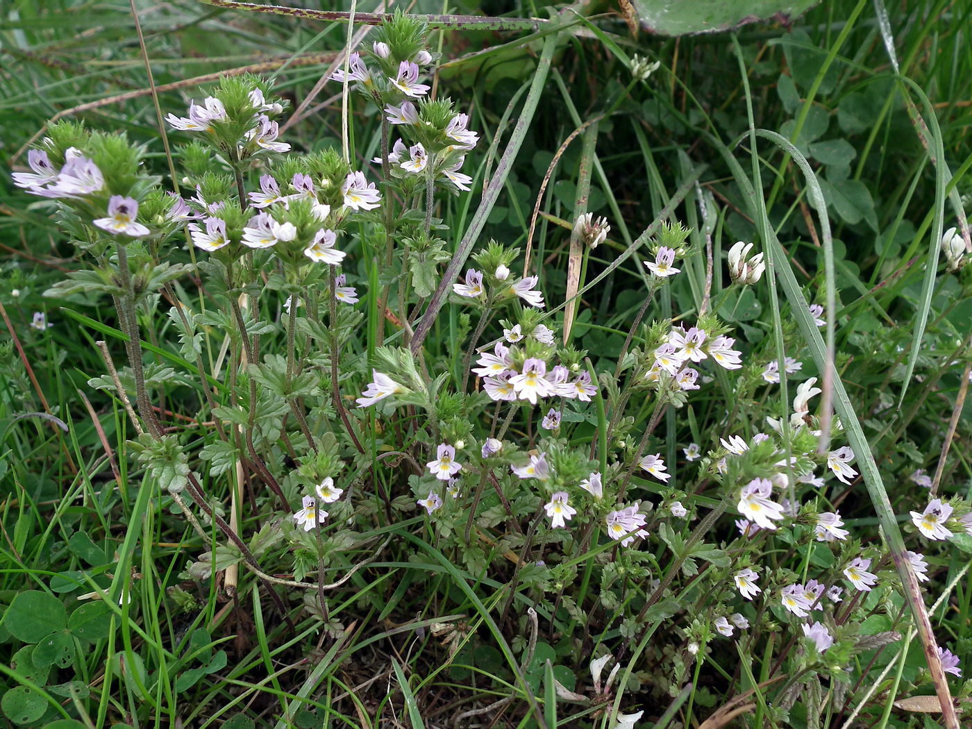 Изображение особи род Euphrasia.