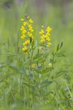 Thermopsis lupinoides. Цветущее растение. Приморский край, Хасанский р-н, зал. Посьета, мыс Мраморный, приморский луг. 05.06.2016.