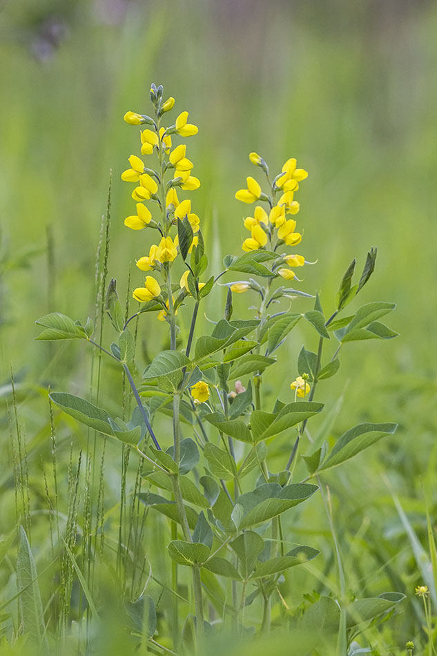 Image of Thermopsis lupinoides specimen.