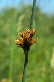 Juncus effusus