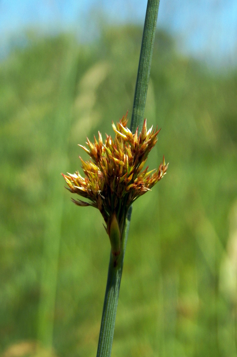 Изображение особи Juncus effusus.